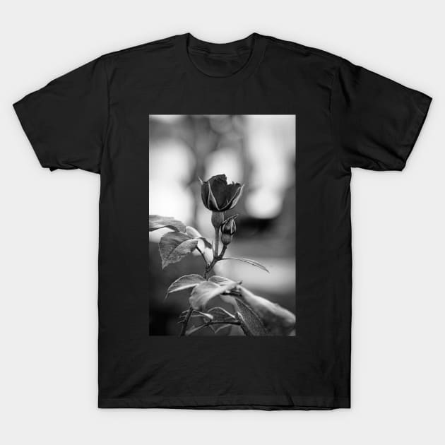 Flower in Italy T-Shirt by LaurenGalanty